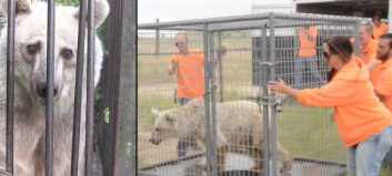 Her slippes sirkusbjørnene fri etter å ha vært sperret inne i små bur i 20 år Her slippes sirkusbjørnene fri etter å ha vært sperret inne i små bur i 20 år
