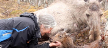 Unike bilder: Fikk overvære elgfødsel Unike bilder: Fikk overvære elgfødsel