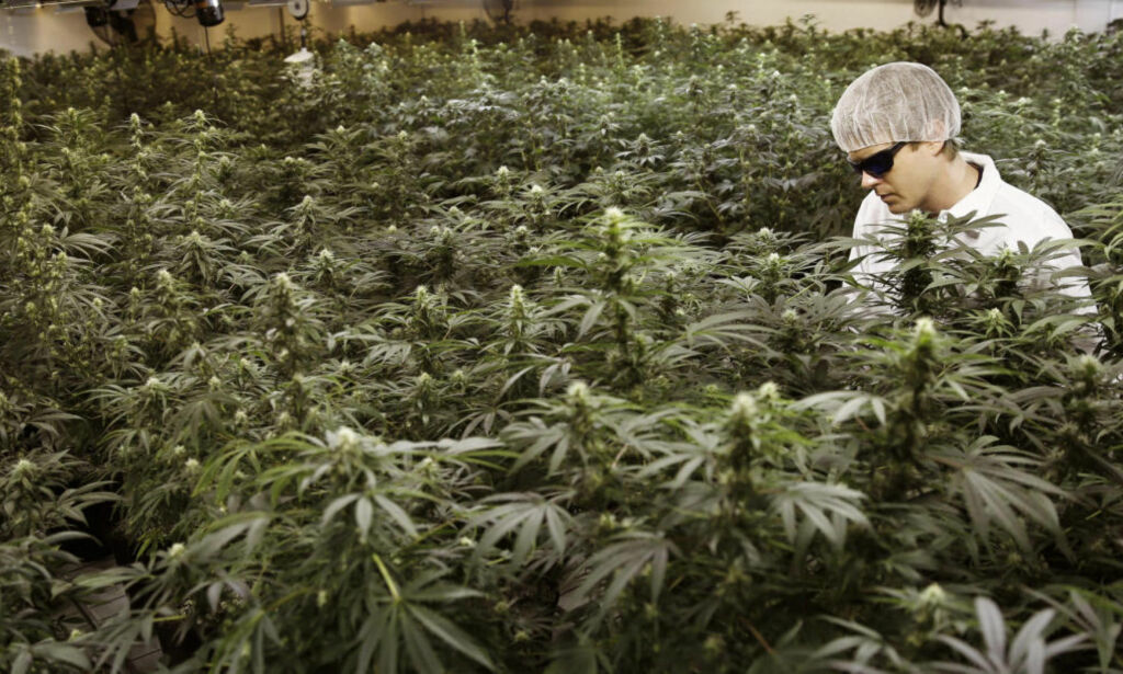 image: Norsk lege sammenlikner medisinsk cannabis med røntgenstråler og 7 Up. Men politikere på Stortinget er positive