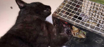 Katten Freddy (10 md.) fikk poten inn i mårfelle Katten Freddy (10 md.) fikk poten inn i mårfelle