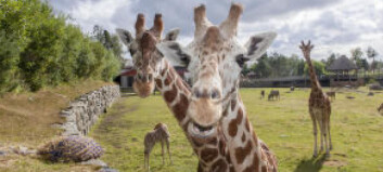 Antilope stanget i hjel sjiraffen Melvin (5) i Dyreparken i Kristiansand Antilope stanget i hjel sjiraffen Melvin (5) i Dyreparken i Kristiansand