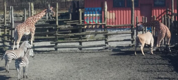 Løp etter hjelp da sjiraffen Melvin (5) satt seg fast i gjerde i Dyreparken i Kristiansand. - Vi fant ikke én vakt Løp etter hjelp da sjiraffen Melvin (5) satt seg fast i gjerde i Dyreparken i Kristiansand. - Vi fant ikke én vakt