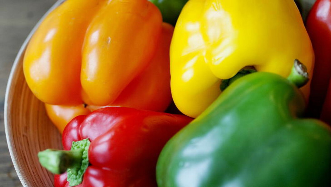 <strong>FRUKT :</strong> I botanisk forstand er paprikaen faktisk en frukt, men den behandles som grønnsak. Alle typer paprika begynner som grønn. Foto: METTE MØLLER <strong>FRUKT :</strong> I botanisk forstand er paprikaen faktisk en frukt, men den behandles som grønnsak. Alle typer paprika begynner som grønn. Foto: METTE MØLLER