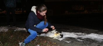 Fant svidd, død katt på gata i Oslo. Men å få hjelp var ikke lett Fant svidd, død katt på gata i Oslo. Men å få hjelp var ikke lett