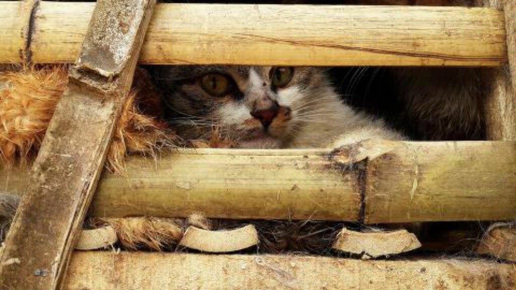 MANGE DØDE: Flere av kattene døde under de trange forholdene. Foto: AFP / NTB Scanpix MANGE DØDE: Flere av kattene døde under de trange forholdene. Foto: AFP / NTB Scanpix