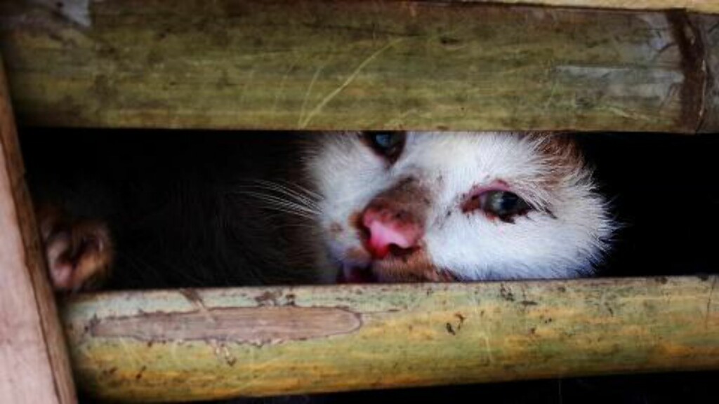 TRANGE BUR: Kattene var stuet sammen i trange bur, og ble smuglet fra Kina til Vietnam. Foto: AFP / NTB Scanpix TRANGE BUR: Kattene var stuet sammen i trange bur, og ble smuglet fra Kina til Vietnam. Foto: AFP / NTB Scanpix