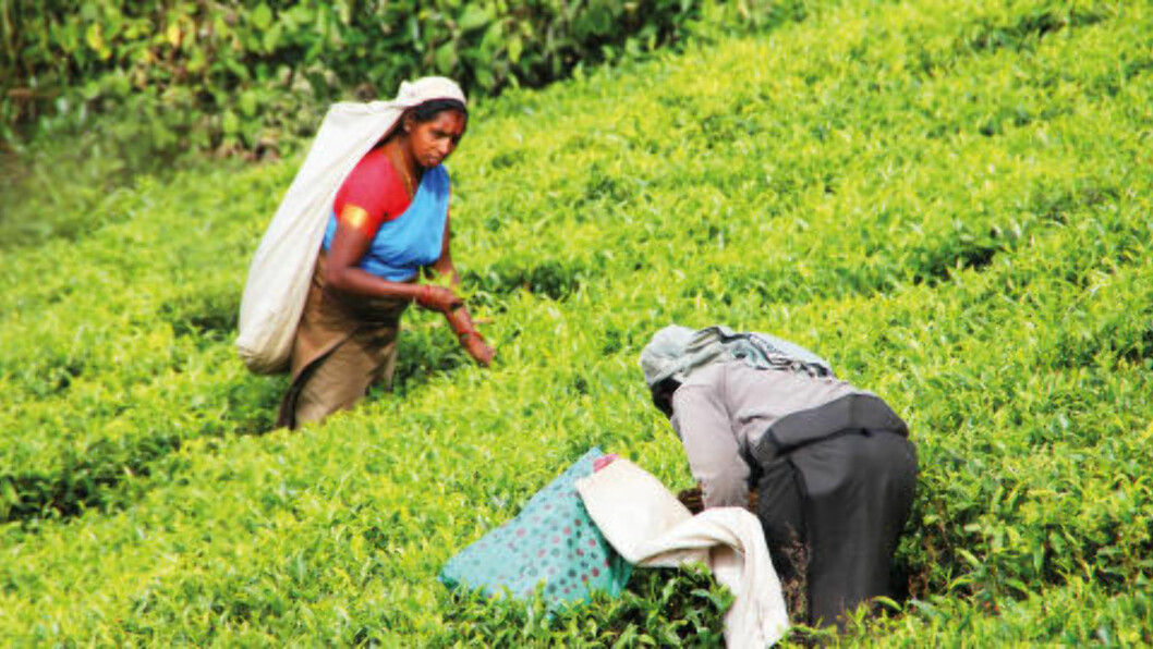 <strong>TEPLANTASJER:</strong> Teplantasjene ligger som et grønt teppe over områdene rundt Kandy. Foto: ELISABETH NORHEIM <strong>TEPLANTASJER:</strong> Teplantasjene ligger som et grønt teppe over områdene rundt Kandy. Foto: ELISABETH NORHEIM