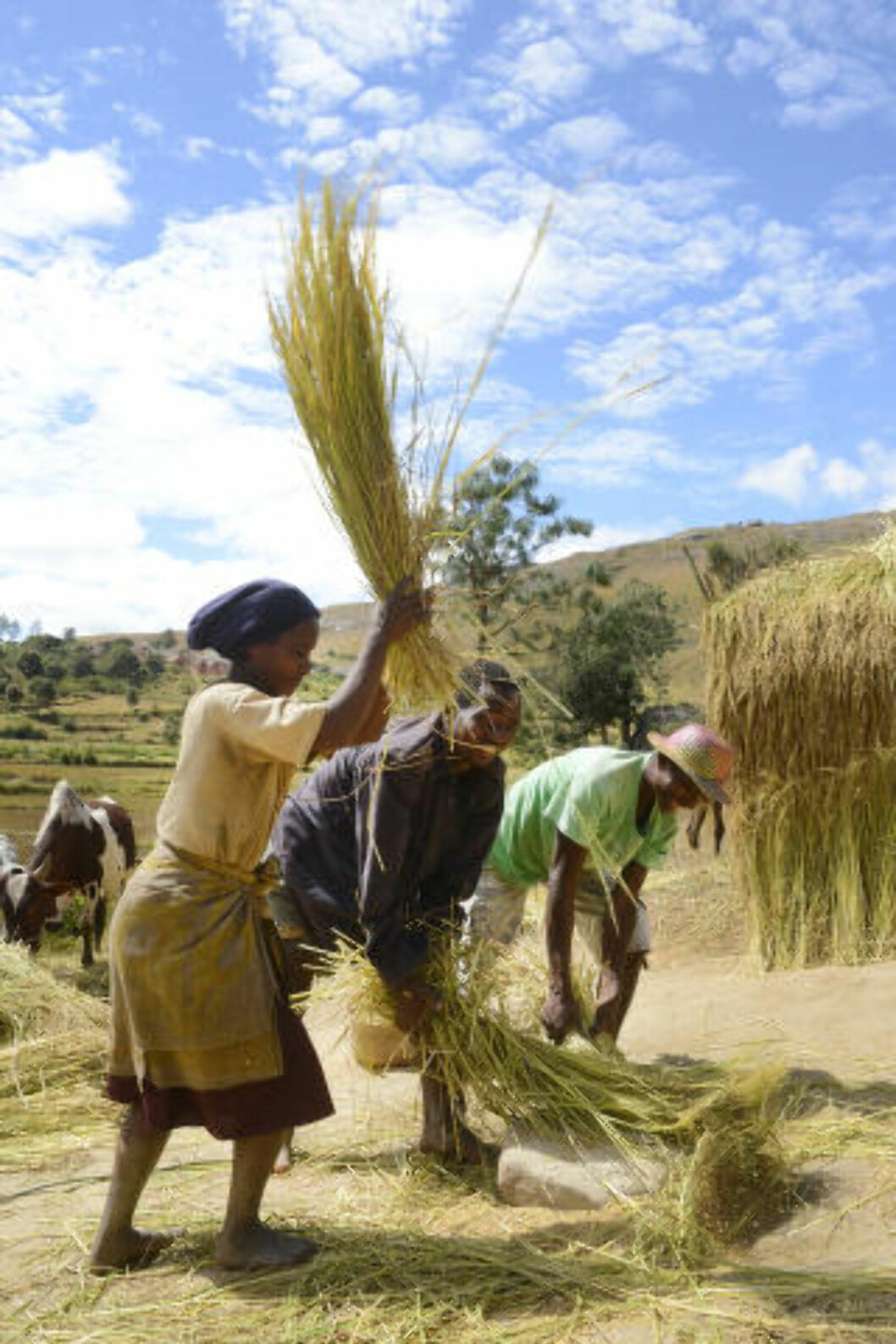 <strong>RISBØNDER:</strong> Ris er den mest vanlige matvaren på madagaskar, og det gror hele 30 forskjellige sorter i åser og på jorder. Foto: RONNY FRIMANN <strong>RISBØNDER:</strong> Ris er den mest vanlige matvaren på madagaskar, og det gror hele 30 forskjellige sorter i åser og på jorder. Foto: RONNY FRIMANN