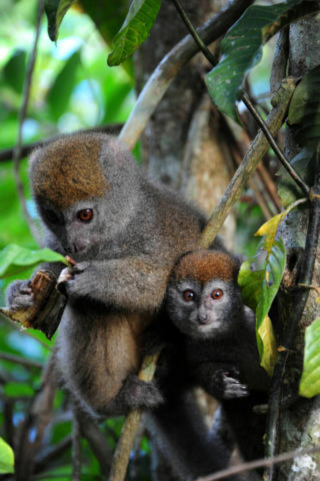 <strong>STORSJARMØR:</strong> Lemurer er søte, apelignende dyr som finnes bare på Madagaskar, hvor det er 50 forskjellige arter. Verdt turen alene. Dette er en bambuslemur. Foto: TORILD MOLAND <strong>STORSJARMØR:</strong> Lemurer er søte, apelignende dyr som finnes bare på Madagaskar, hvor det er 50 forskjellige arter. Verdt turen alene. Dette er en bambuslemur. Foto: TORILD MOLAND