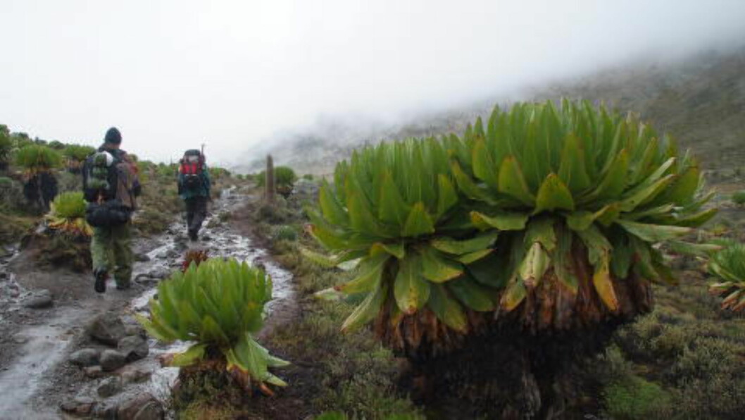 <strong>SLEIPT FØRE:</strong> Å bestige Mt. Kenya i august, er i den såkalt tørreste perioden. Men uansett tid må du regne med nedbør, som vil si vått underveis og snø på toppen. Foto: TORILD MOLAND <strong>SLEIPT FØRE:</strong> Å bestige Mt. Kenya i august, er i den såkalt tørreste perioden. Men uansett tid må du regne med nedbør, som vil si vått underveis og snø på toppen. Foto: TORILD MOLAND
