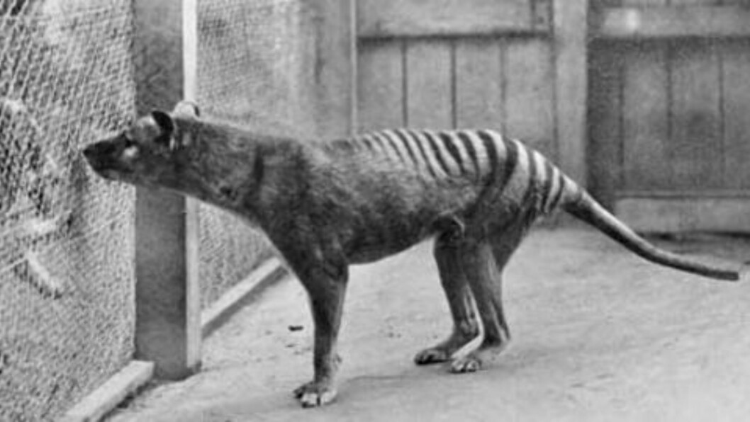 UTRYDDET: Tasmansk tiger eller pungulv på norsk, ble utryddet på 30-tallet. Foto: National Archives of Australia UTRYDDET: Tasmansk tiger eller pungulv på norsk, ble utryddet på 30-tallet. Foto: National Archives of Australia