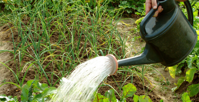 Blandingsforhold fun light mot maur Blandingsforhold fun light mot maur