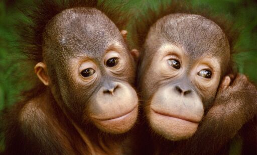 image: Om få år kan orangutangen være utryddet: - Situasjonen er akutt.