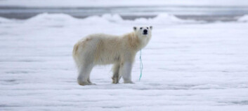 Oppdaget isbjørn på Svalbard med nylontau rundt halsen Oppdaget isbjørn på Svalbard med nylontau rundt halsen