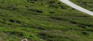 Blodig ull i fjellheimen Blodig ull i fjellheimen