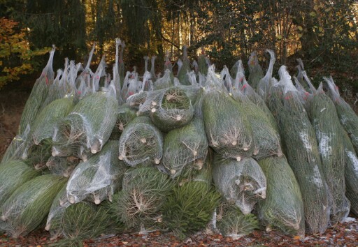 NETTINGEN: Når du setter treet til akklimatisering, skal du fjerne nettingen. Foto: COLOURBOX.COM NETTINGEN: Når du setter treet til akklimatisering, skal du fjerne nettingen. Foto: COLOURBOX.COM