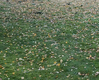 Hvor lenge må du klippe plenen? Hvor lenge må du klippe plenen?