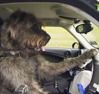Hunden lærer å kjøre Hunden lærer å kjøre