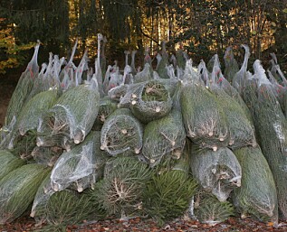 Du kan trygt kjøpe juletreet nå Du kan trygt kjøpe juletreet nå