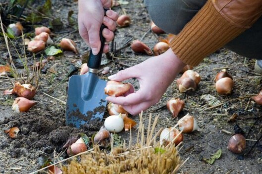 Vårløken kan du sette allerede nå. Foto: Opplysningskontoret for blomster og planter Vårløken kan du sette allerede nå. Foto: Opplysningskontoret for blomster og planter