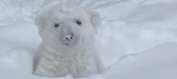 Se den søte isbjørnungen leke i snøen! Se den søte isbjørnungen leke i snøen!