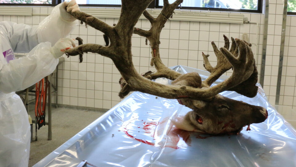 15 000 Hoder Pa Et Fat For A Sjekke Dodelig Nervesykdom Dagbladet