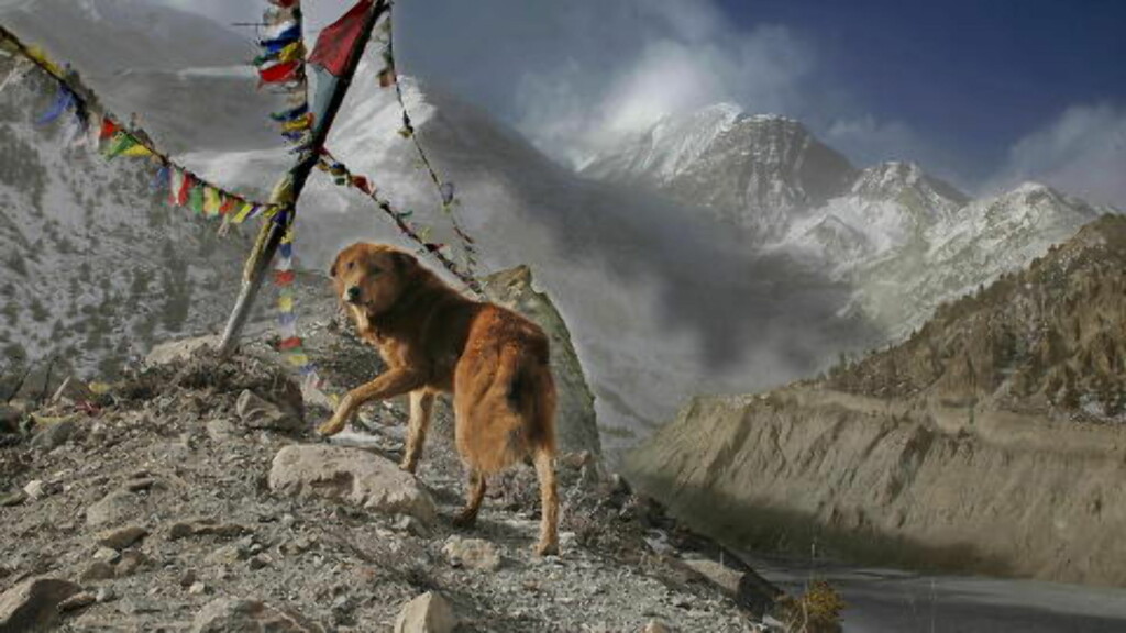 NEPAL: Hund på fjelltur i Nepal. Foto: JACQUES HVISTENDAHL NEPAL: Hund på fjelltur i Nepal. Foto: JACQUES HVISTENDAHL