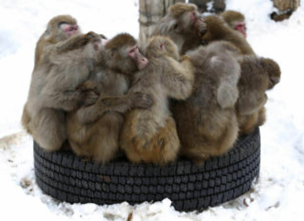 SAPPORO: Makaka-aper fryser i kulda i Sapporo Maruyama Zoo. Foto: ISSEI KATO/REUTERS/NTB SCANPIX SAPPORO: Makaka-aper fryser i kulda i Sapporo Maruyama Zoo. Foto: ISSEI KATO/REUTERS/NTB SCANPIX