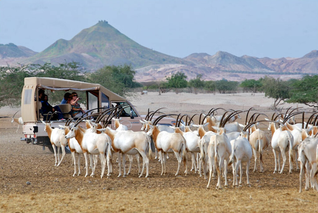 Målet er å trekke turister som vil se dyrelivet og oppleve den unike, men kunstig skapte, naturen. Her ser du at deler av øya er blitt grønn, men det er mye tørt land igjen. Foto: Desert Island Målet er å trekke turister som vil se dyrelivet og oppleve den unike, men kunstig skapte, naturen. Her ser du at deler av øya er blitt grønn, men det er mye tørt land igjen. Foto: Desert Island