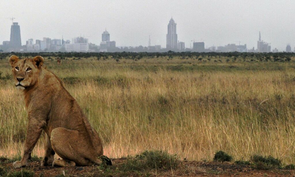 image: I Nairobi besøker løvene forstedene: - Vi er fanget mellom by og villmark