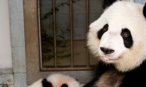 image: - Pandaen ikke lenger utrydningstruet