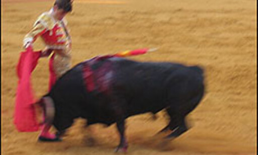 - Toma ya, toro - ta den, tyr, skriker tyrefekteren til tyren.
Foto: Inga Holst Foto: Inga Holst - Toma ya, toro - ta den, tyr, skriker tyrefekteren til tyren.
Foto: Inga Holst Foto: Inga Holst