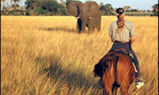 Safari på hesteryggen i Botswana.
Foto: Ride Worldwide Safari på hesteryggen i Botswana.
Foto: Ride Worldwide