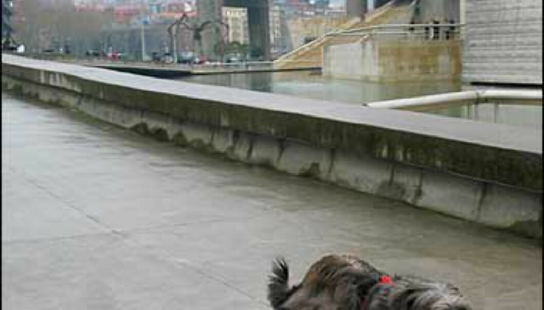 Titaniumblomst i Bilbao Titaniumblomst i Bilbao