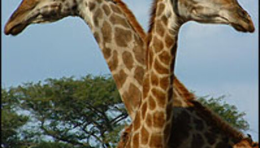 <strong>Oppvarming:</strong> To giraffer som koser - blant de mer nusselige tingene du kan se på SF Zoos årlige sextur. <I>Foto: Gry Gaard</I> Foto: Gry Gaard <strong>Oppvarming:</strong> To giraffer som koser - blant de mer nusselige tingene du kan se på SF Zoos årlige sextur. <I>Foto: Gry Gaard</I> Foto: Gry Gaard
