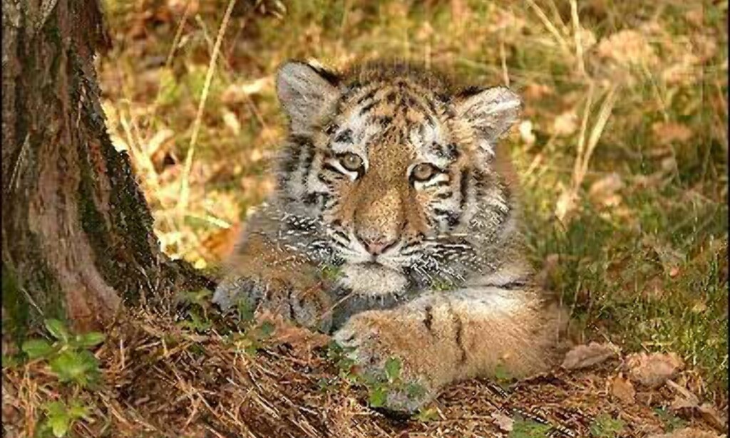 Høst, og den lille sibirske tigerungen er ikke så liten lenger. Fem måneder gammel veier Tinka 22 kilo. Høst, og den lille sibirske tigerungen er ikke så liten lenger. Fem måneder gammel veier Tinka 22 kilo.