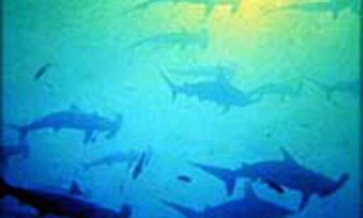 Hammerhai ved Galapagos. FOTO: NaturEventyr. Hammerhai ved Galapagos. FOTO: NaturEventyr.