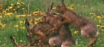 - Vegetarianere kan ofte få mangeltilstander som gir lavere sexlyst - Vegetarianere kan ofte få mangeltilstander som gir lavere sexlyst