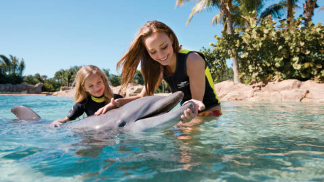<strong> DISCOVERY COVE:</strong> Å bade med delfiner i SeaWorld Orlando er en av Floridas mest spennende opplevelser. Foto: TROY HOUSE / SEA WORLD ORLANDO <strong> DISCOVERY COVE:</strong> Å bade med delfiner i SeaWorld Orlando er en av Floridas mest spennende opplevelser. Foto: TROY HOUSE / SEA WORLD ORLANDO