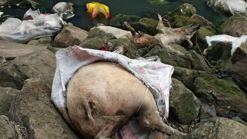 GRISEDØD: Over 13 000 døde griser ble forrige måned funnet i en sideelv til Yangtze. Myndighetene sier nå at de ikke har vært smittet av den nye fugleinfluensaen som har tilpasset seg pattedyr. Foto: AFP / NTB Scanpix GRISEDØD: Over 13 000 døde griser ble forrige måned funnet i en sideelv til Yangtze. Myndighetene sier nå at de ikke har vært smittet av den nye fugleinfluensaen som har tilpasset seg pattedyr. Foto: AFP / NTB Scanpix