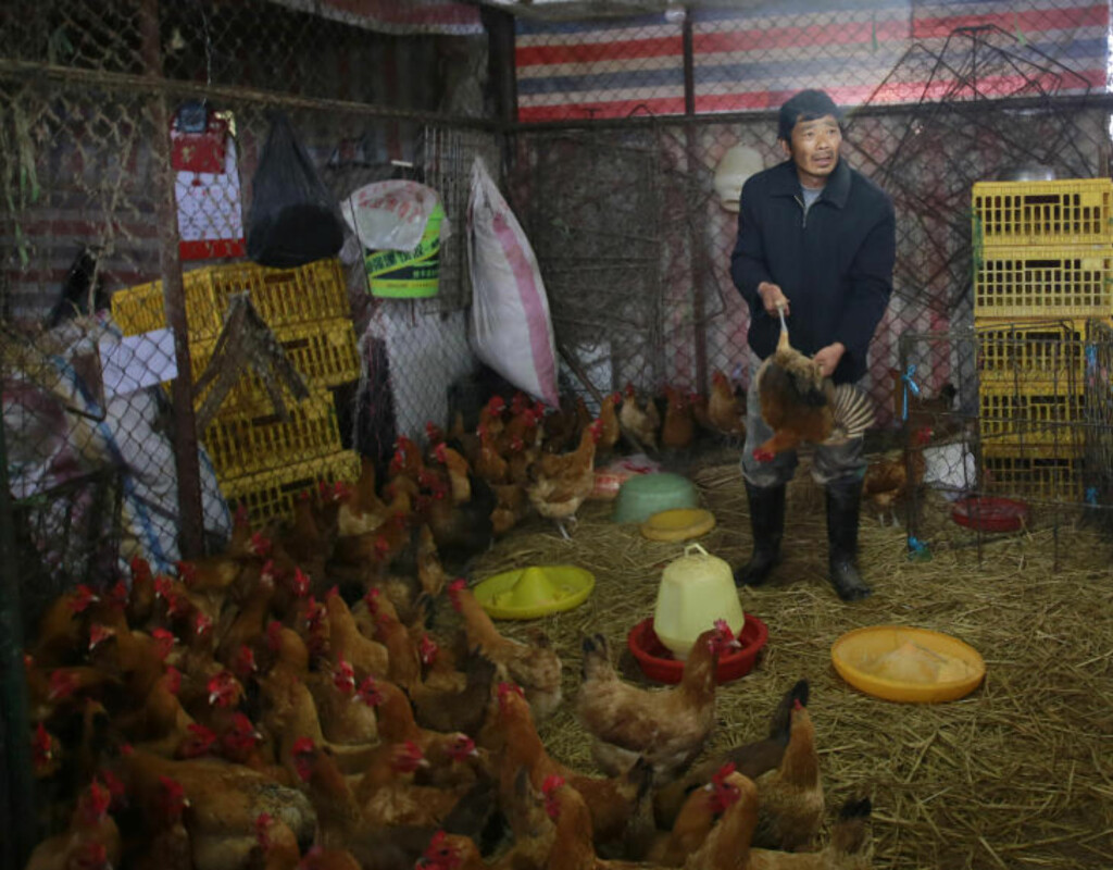 VERTSDYR? En mann arbeider med levende kyllinger på et fjærkremarked i Shanghai. Det nye fugleinfluensaviruset smitter ikke mellom mennesker, men de fleste syke har nær kontakt med dyr. Foto: AP / NTB Scanpix VERTSDYR? En mann arbeider med levende kyllinger på et fjærkremarked i Shanghai. Det nye fugleinfluensaviruset smitter ikke mellom mennesker, men de fleste syke har nær kontakt med dyr. Foto: AP / NTB Scanpix
