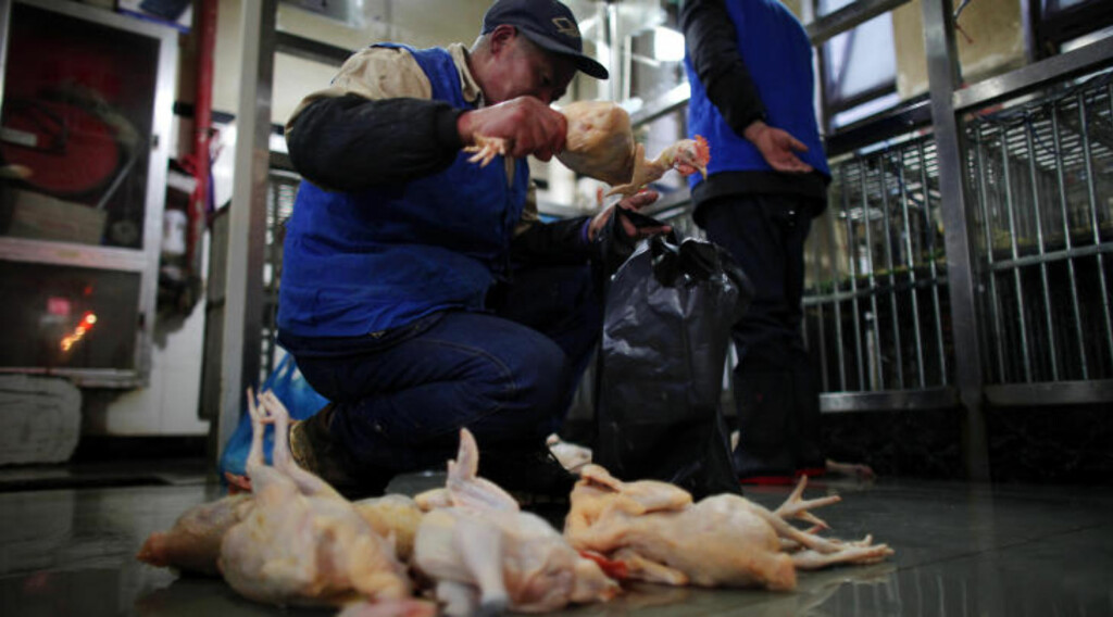 KYLLINGFRYKT: Det er ikke kjent om kyllinger eller andre dyr er verter for viruset som nettopp har begynt å smitte mennesker. Sykdommen ble først annonsert av WHO 1. april i år. Foto :REUTERS / Carlos Barria / NTB Scanpix KYLLINGFRYKT: Det er ikke kjent om kyllinger eller andre dyr er verter for viruset som nettopp har begynt å smitte mennesker. Sykdommen ble først annonsert av WHO 1. april i år. Foto :REUTERS / Carlos Barria / NTB Scanpix