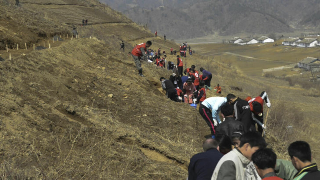 <strong>TREPLANTING:</strong> Store deler av Nord-Korea er avskoget for å dyrke mat. Det får alvorlige konsekvenser under regntiden hver sommer, da åssider uten trær fører til mange jordras og flom i dalene. <strong>TREPLANTING:</strong> Store deler av Nord-Korea er avskoget for å dyrke mat. Det får alvorlige konsekvenser under regntiden hver sommer, da åssider uten trær fører til mange jordras og flom i dalene.