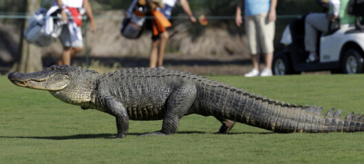 - Slik blir gutta raskere. Bare sett ut en alligator bak dem - Slik blir gutta raskere. Bare sett ut en alligator bak dem