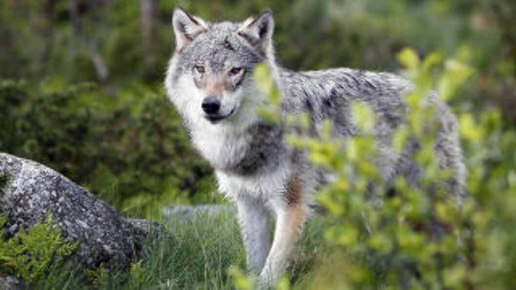 <strong>JUNI:</strong> På Langedrag kan du oppleve ulv på nært hold. Foto: OLE C. H. THOMASSEN <strong>JUNI:</strong> På Langedrag kan du oppleve ulv på nært hold. Foto: OLE C. H. THOMASSEN