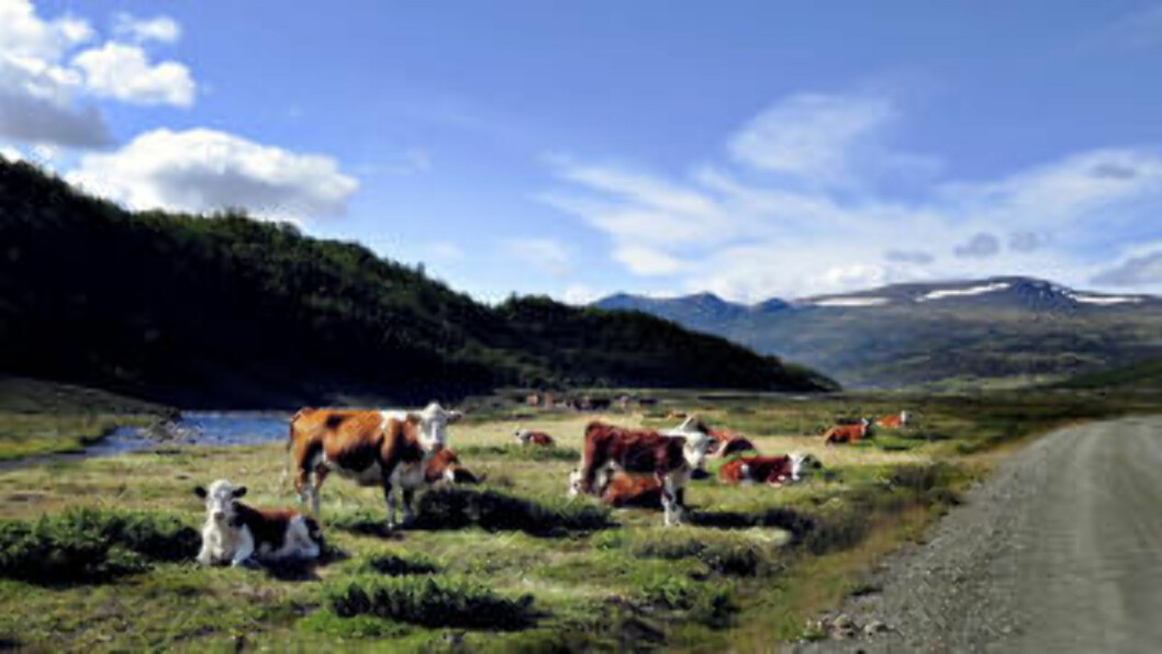 <strong>OKTOBER:</strong> Grimsdalsvegen går fra Folldal til Dovre i nordre delen av Rondane. Dette bildet er fra september mens det ennå er for for kveget. Foto: OLE C. H. THOMASSEN <strong>OKTOBER:</strong> Grimsdalsvegen går fra Folldal til Dovre i nordre delen av Rondane. Dette bildet er fra september mens det ennå er for for kveget. Foto: OLE C. H. THOMASSEN