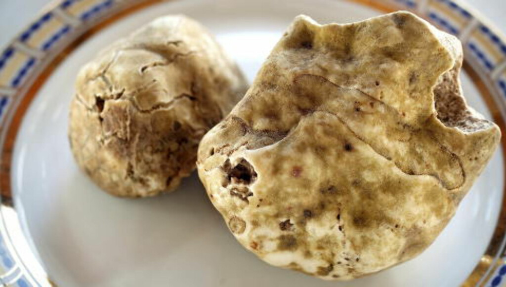 KLARE TIL SERVERING: To store hvite trøfler er klare til servering. Delikatessen vises alltid fram for gjestene før den høvles i tynne skiver over en god pasta, ostefondue eller risotto. Foto: METTE MØLLER KLARE TIL SERVERING: To store hvite trøfler er klare til servering. Delikatessen vises alltid fram for gjestene før den høvles i tynne skiver over en god pasta, ostefondue eller risotto. Foto: METTE MØLLER