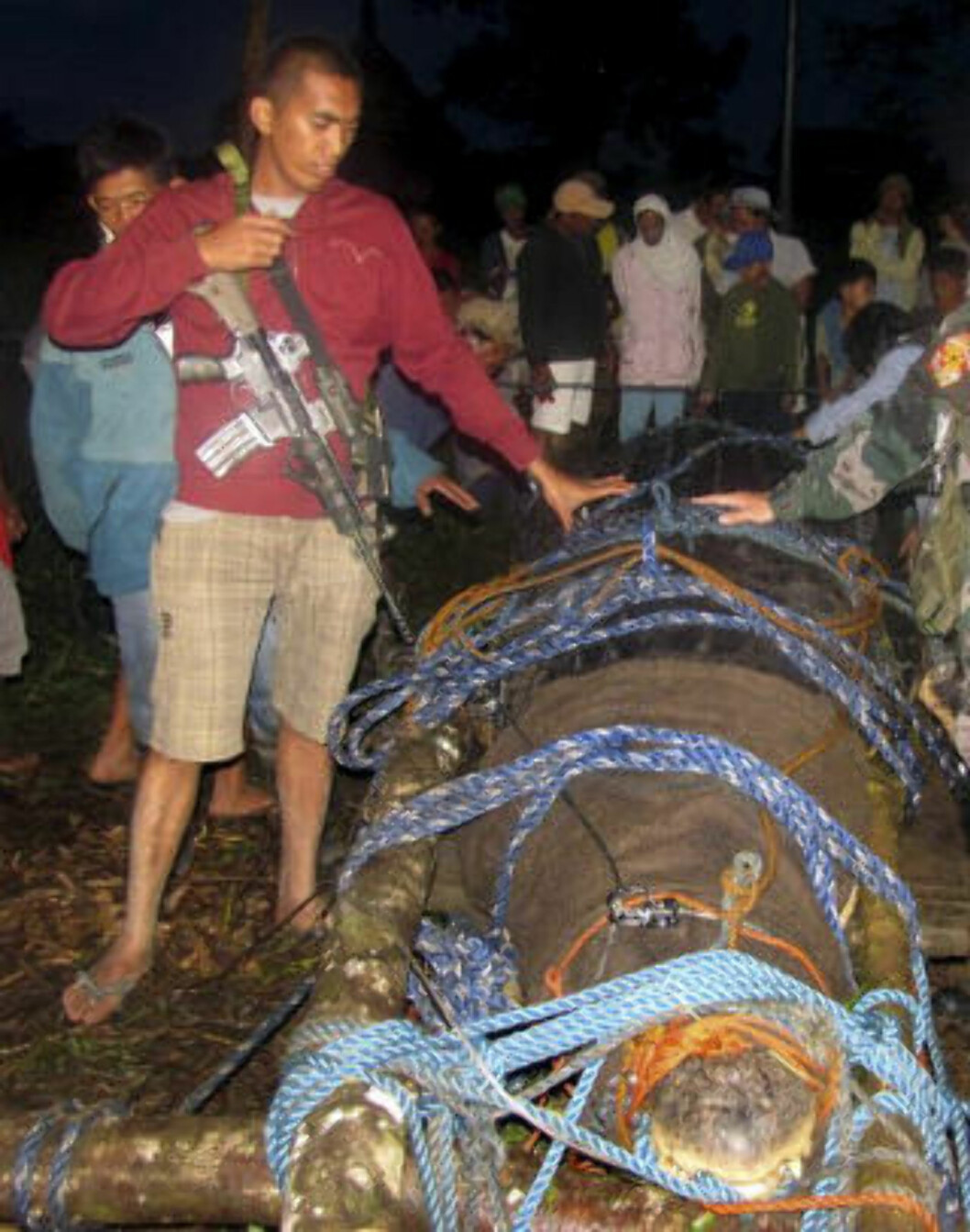 <strong>FANGET:</strong> Det måtte over 100 mennesker til for å fange den gigantiske krokodilla. Foto: AP Photo/ NTB Scanpix <strong>FANGET:</strong> Det måtte over 100 mennesker til for å fange den gigantiske krokodilla. Foto: AP Photo/ NTB Scanpix