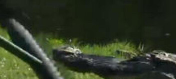 Her jages en tre meter lang alligator vekk fra golfbanen Her jages en tre meter lang alligator vekk fra golfbanen