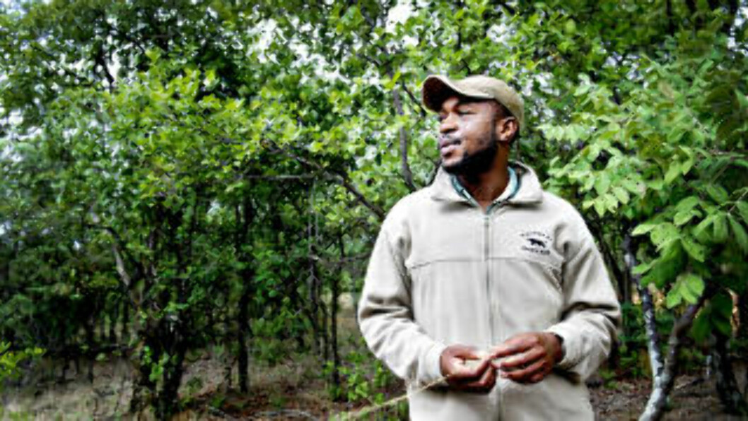 <strong>SJEFSGUIDEN:</strong> Det ville være trist om noen av Sør-Afrikas dyr skulle bli borte for alltid, sier Kulani Rebombo på Matswani Private Reserve. <strong>SJEFSGUIDEN:</strong> Det ville være trist om noen av Sør-Afrikas dyr skulle bli borte for alltid, sier Kulani Rebombo på Matswani Private Reserve.